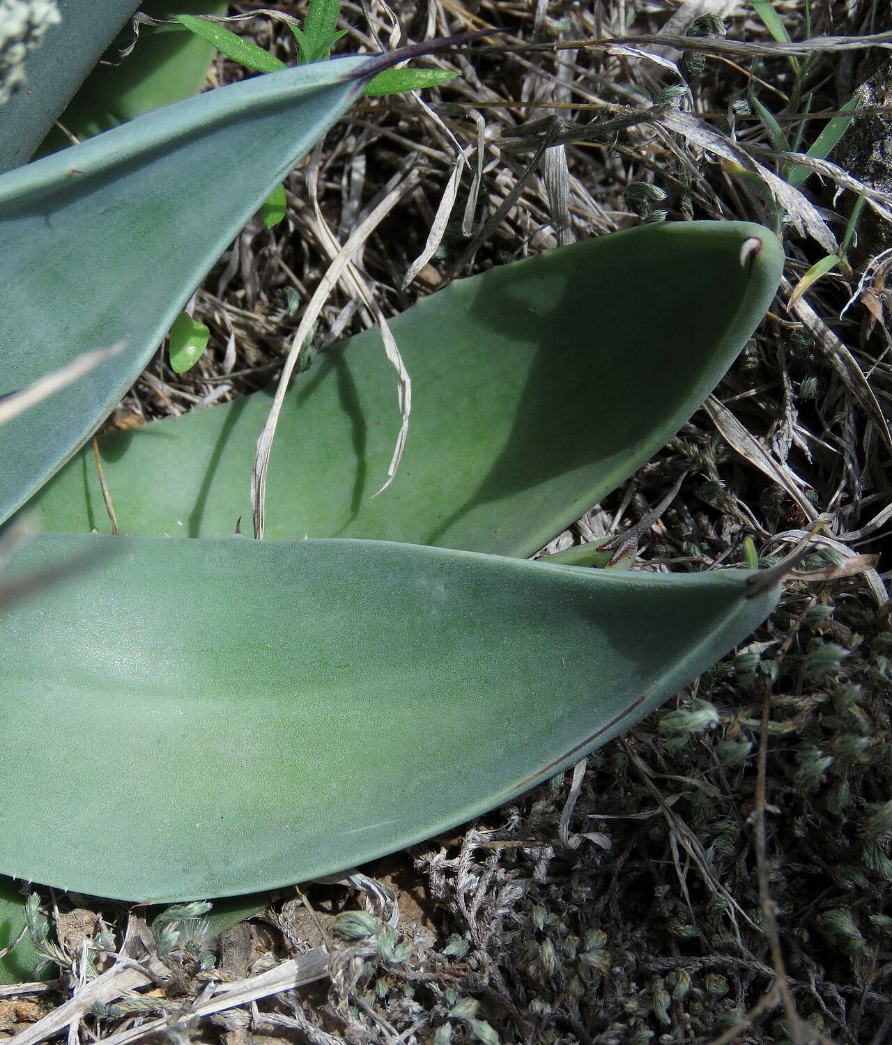 Weber's century plant: Agave weberi , Cerro del Águila, San Luis de la Paz, Guanajuato, Mexico.