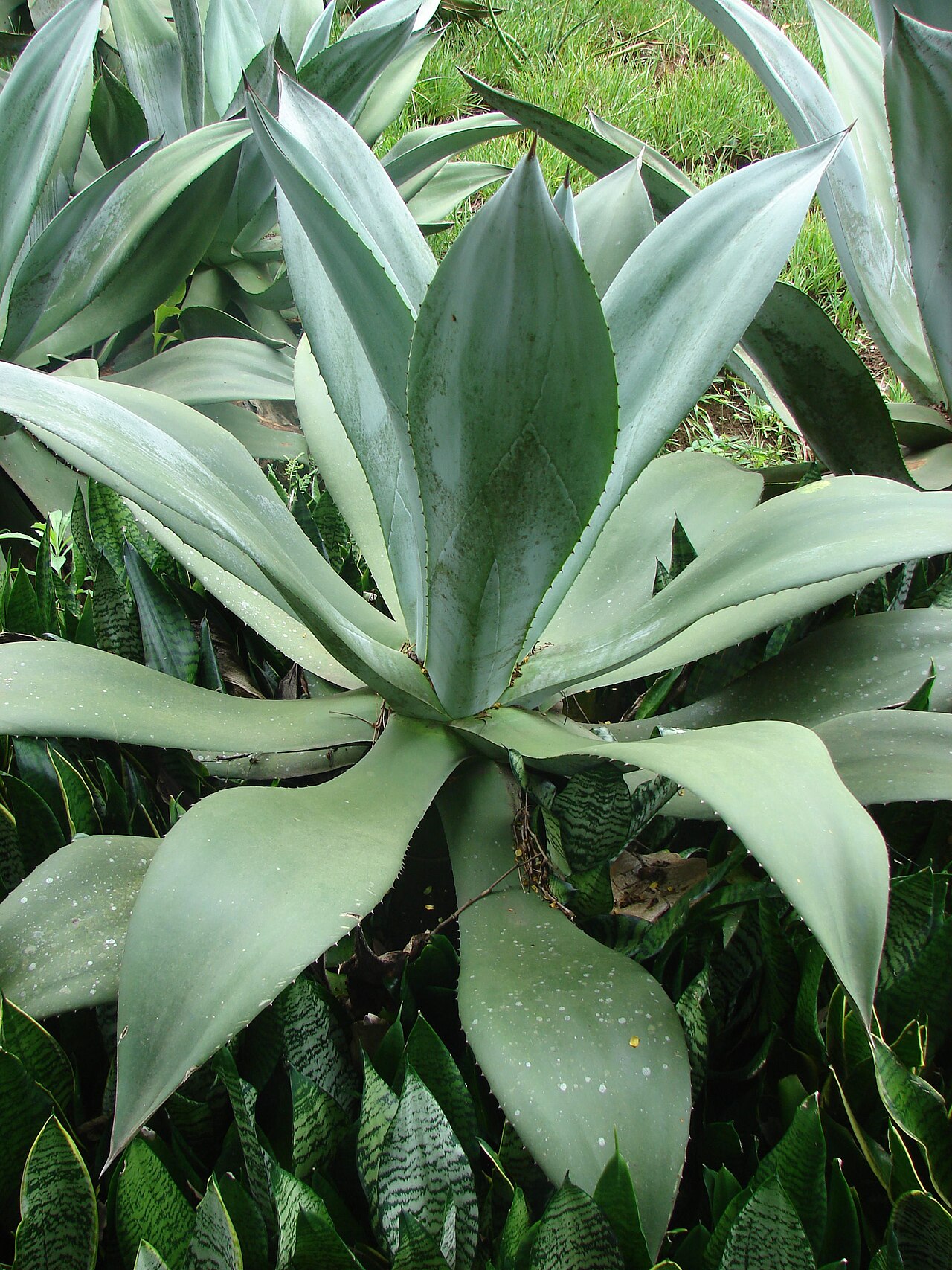 Agave wercklei: Agave wercklei at the Burle Marx House, Rio de Janeiro, Brazil