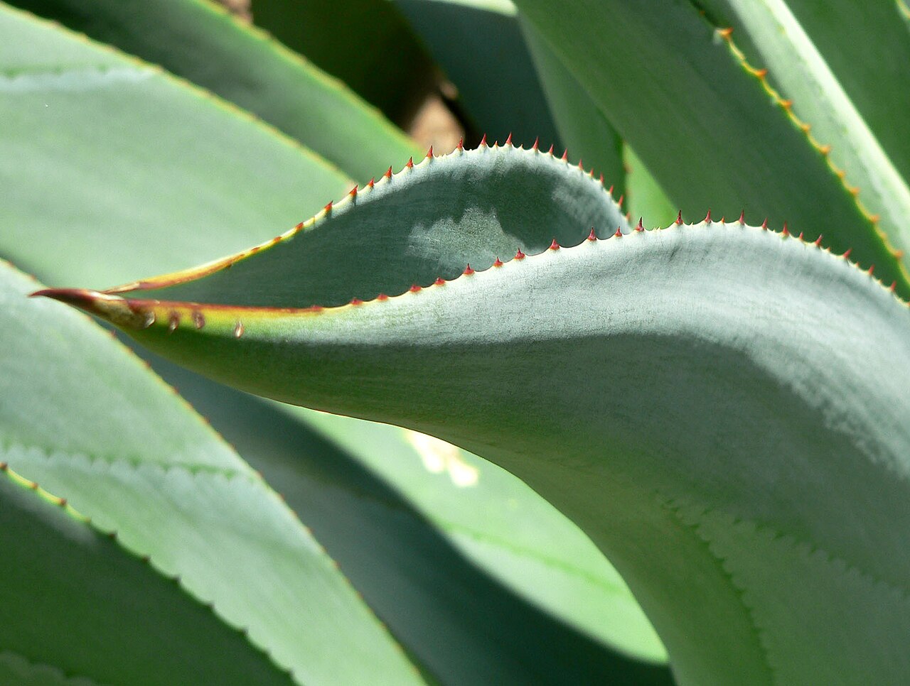 Agave wercklei: Agave wercklei at the University of California Botanical Garden , Berkeley, California
