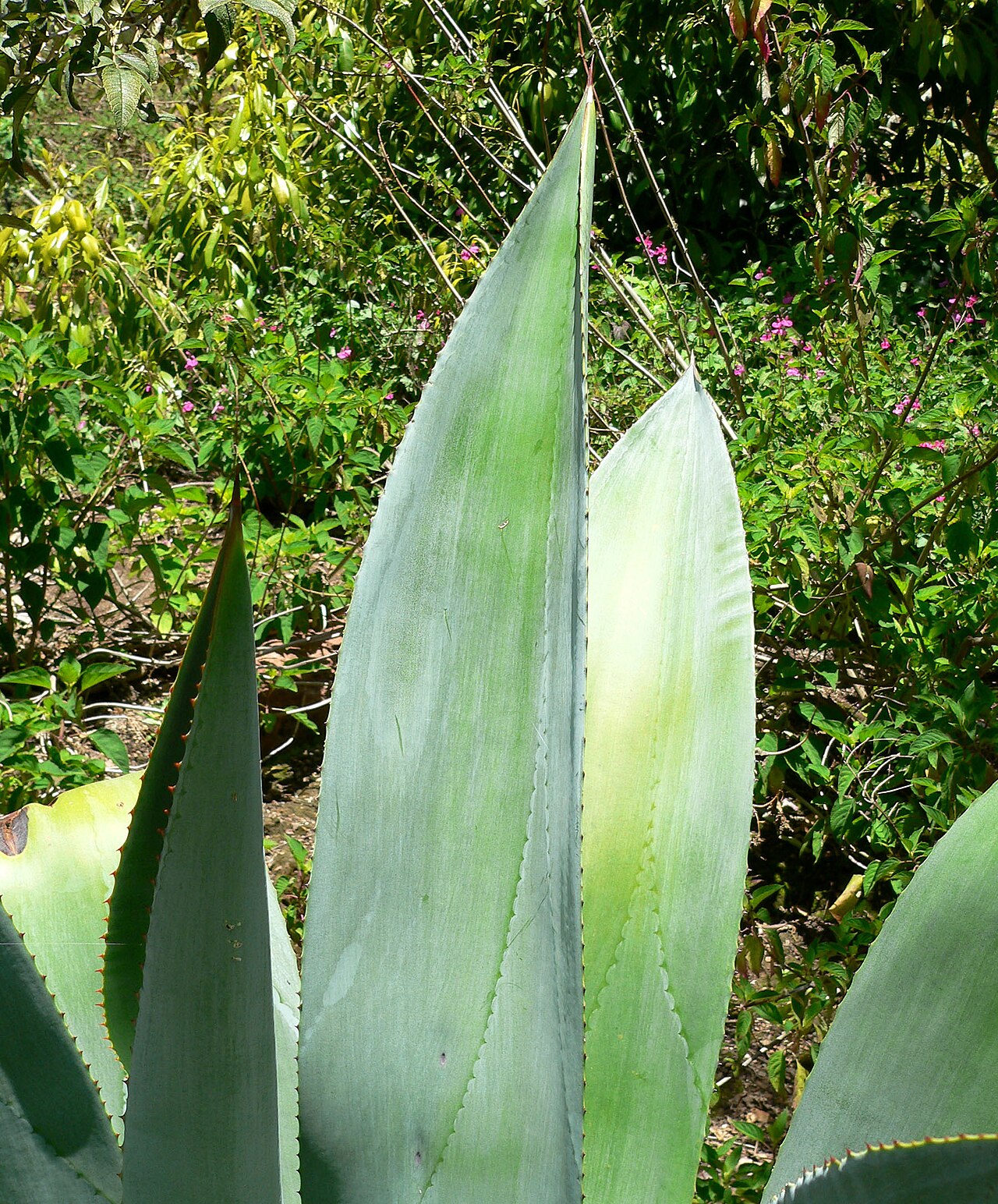 Agave wercklei: Agave wercklei at the University of California Botanical Garden , Berkeley, California