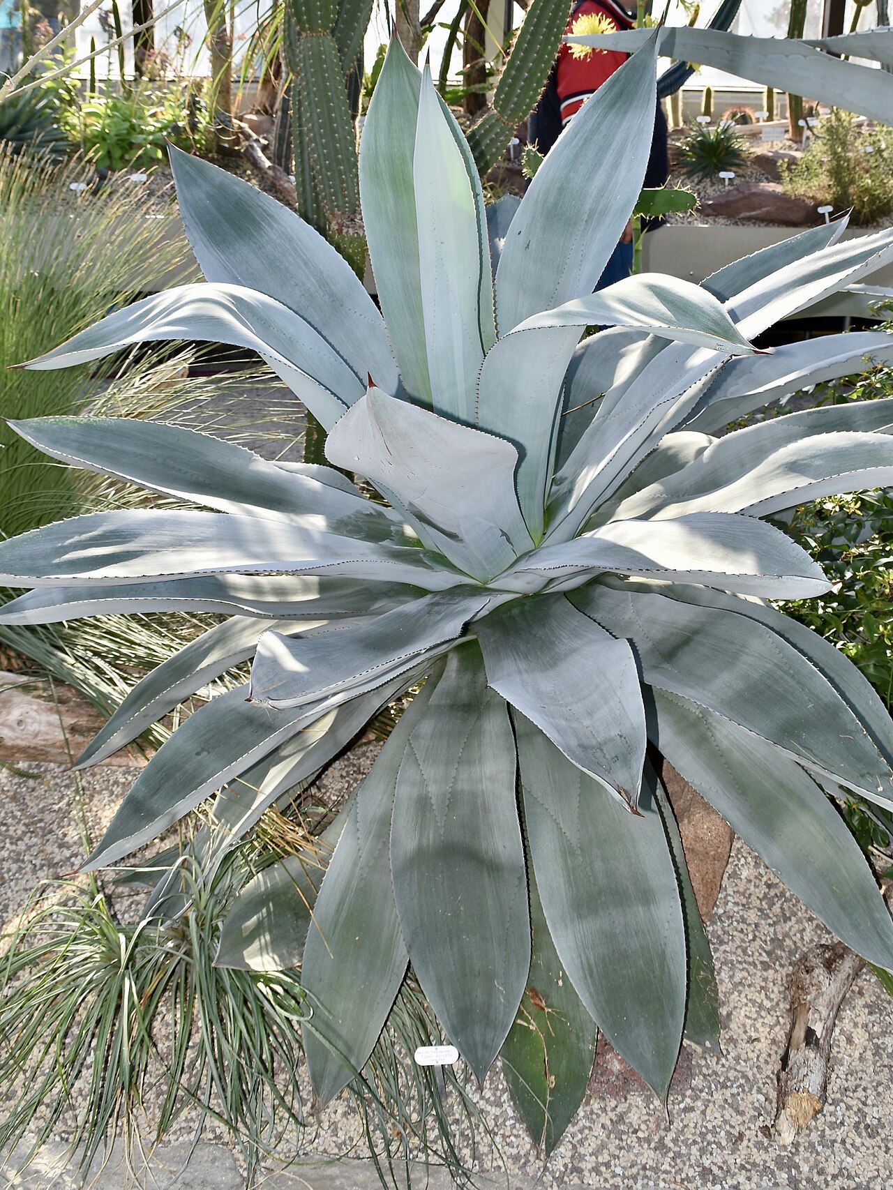 Agave wercklei: Agave wercklei. Berggarten Hannover.