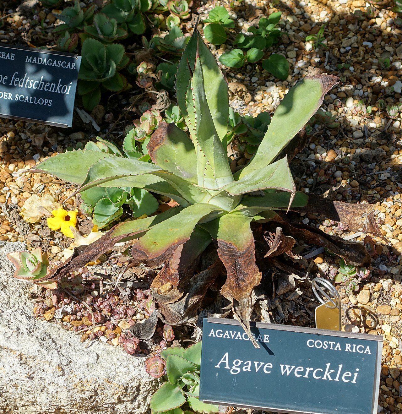 Agave wercklei: Botanical specimen in the Marie Selby Botanical Gardens - Sarasota, Florida, USA.