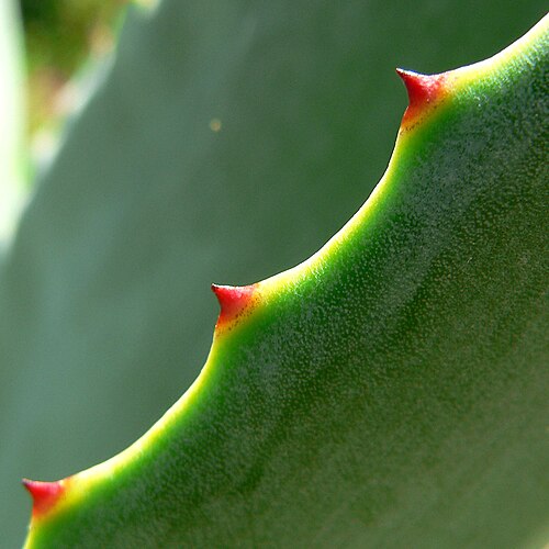 Agave wercklei: Agave wercklei at the University of California Botanical Garden , Berkeley, California