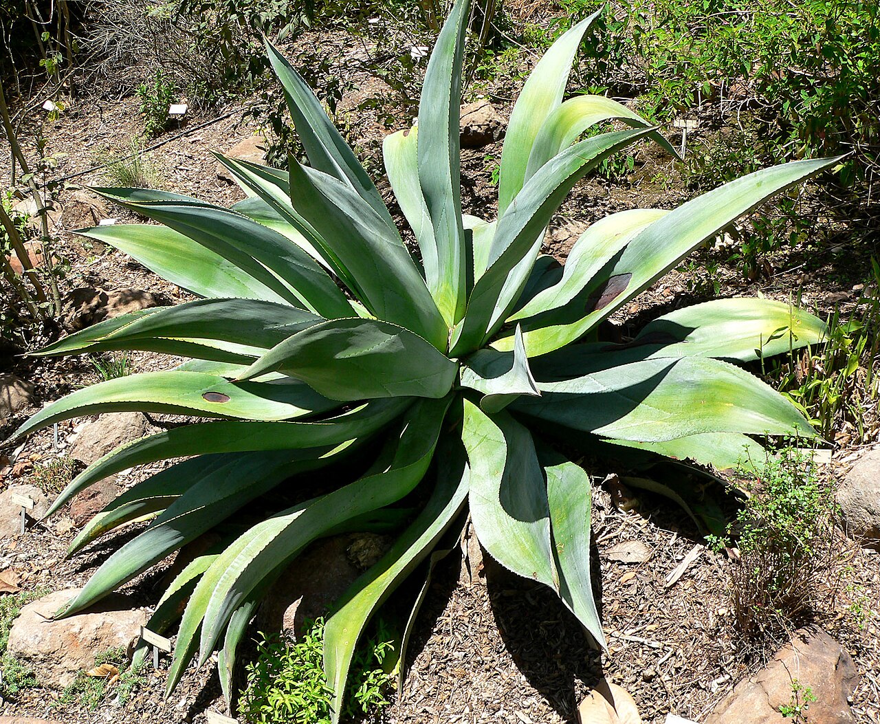 Agave wercklei: Agave wercklei at the University of California Botanical Garden , Berkeley, California