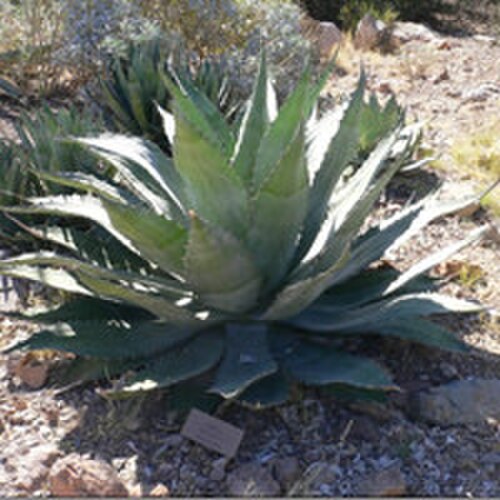 Agave wocomahi (Agave wocomahi)