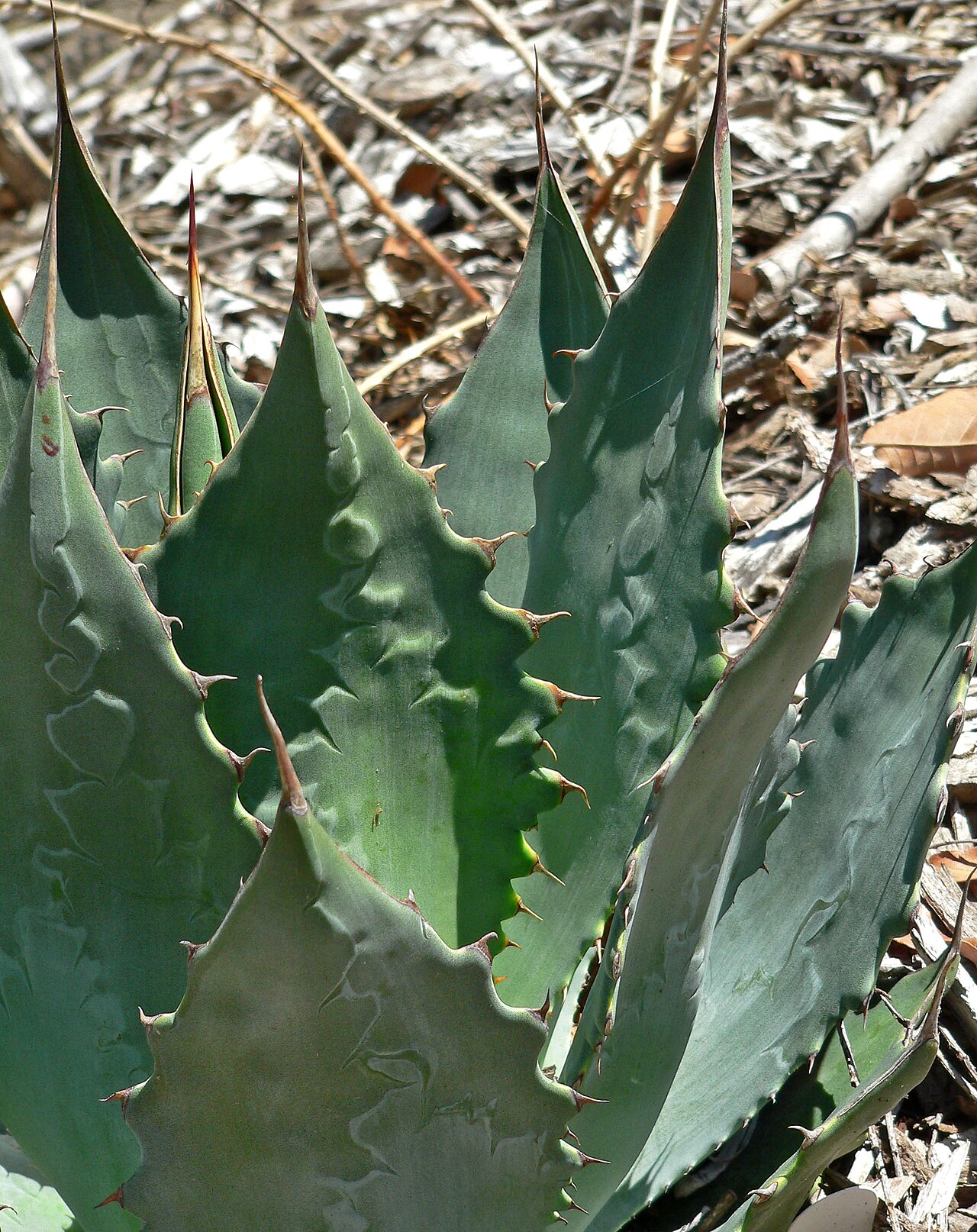 Agave wocomahi: Agave wocomahi at the University of California Botanical Garden , Berkeley, California