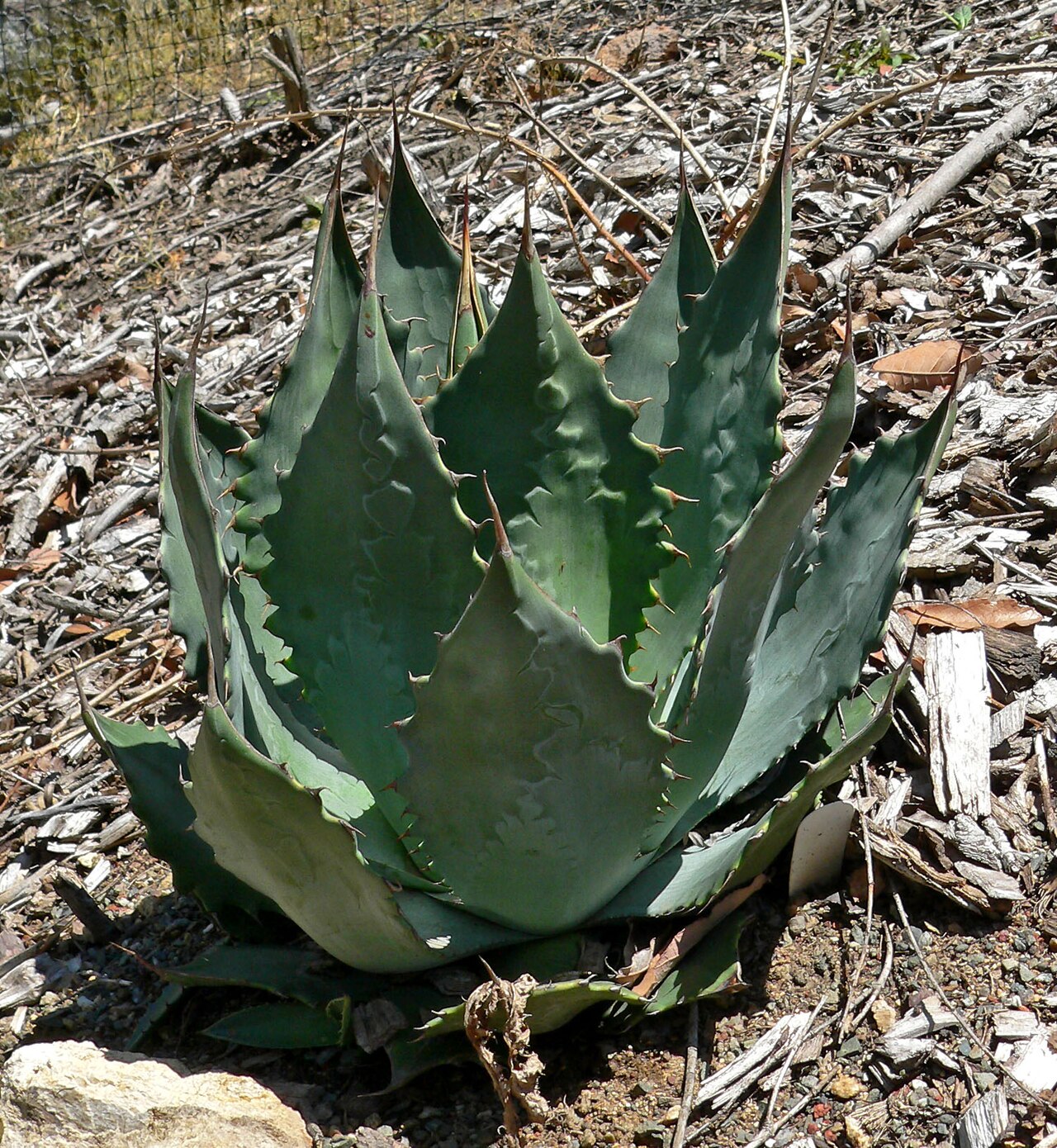 Agave wocomahi: Agave wocomahi at the University of California Botanical Garden , Berkeley, California