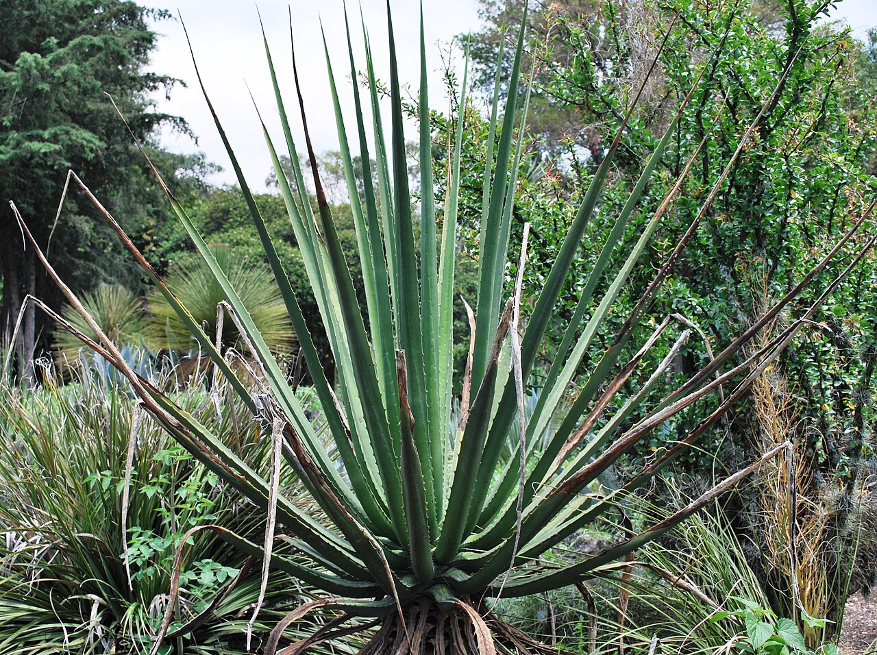 Agave wocomahi: Agave Wocomahi at the Helia Bravo Desert Garden in the Botanical Garden of UNAM in Mexico City