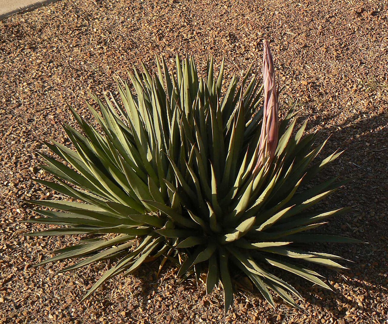Arizona century plant: Agave arizonica