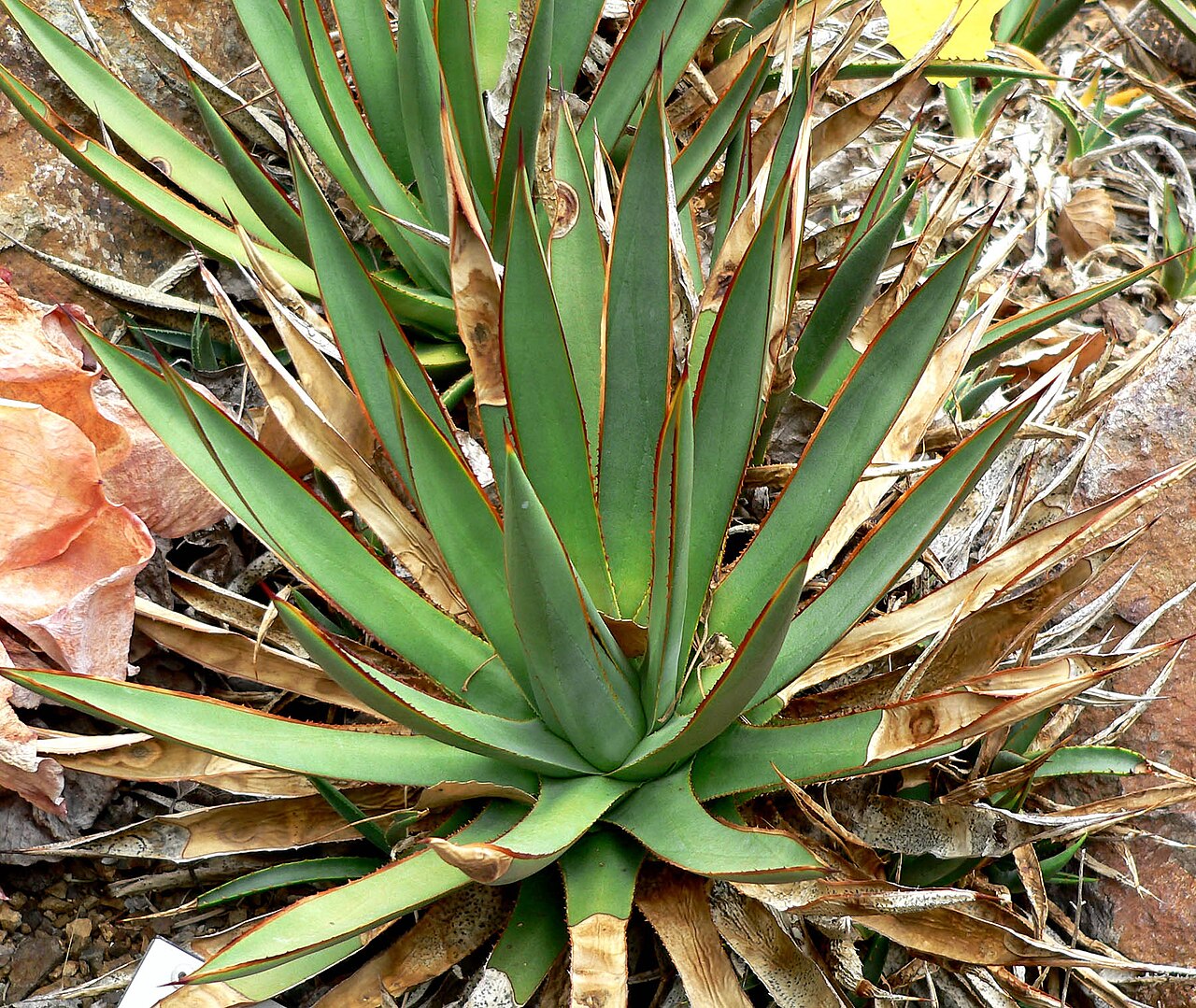 Arizona century plant: Photo of Agave arizonica at Regional Parks Botanic Garden