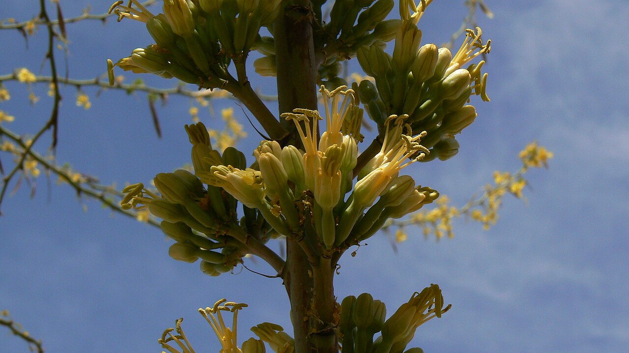 Arizona century plant: Flowers on the approximately 11 foot tall flowering shaft of Agave arizonica, blooming in early May in a residential landscape in central Arizona.