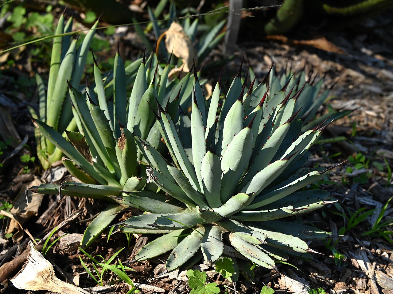 Arizona century plant: Agave × arizonica in the South Coast Botanic Garden, California