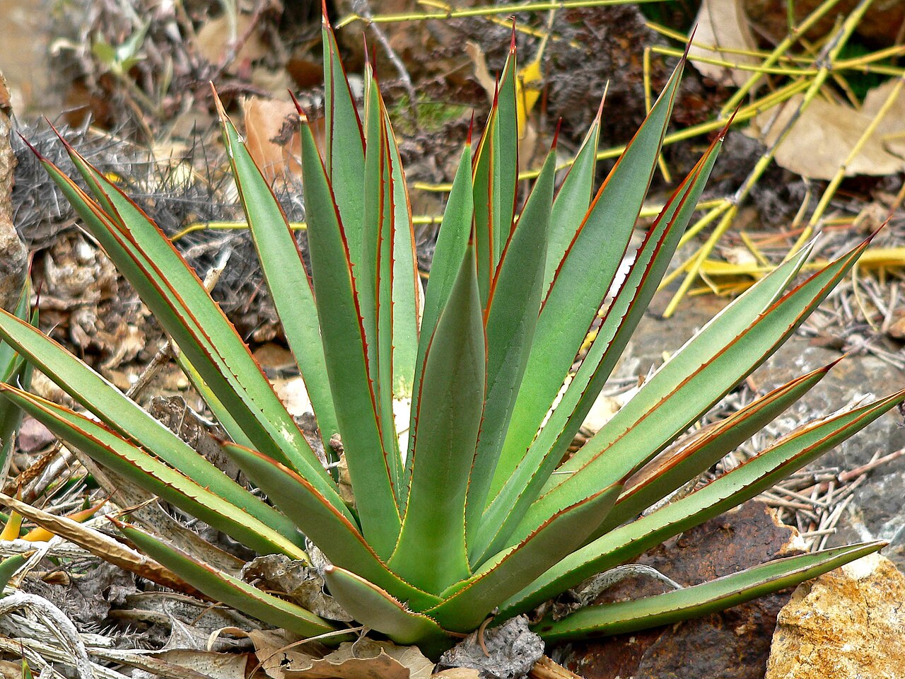 Arizona century plant: Photo of Agave arizonica at Regional Parks Botanic Garden