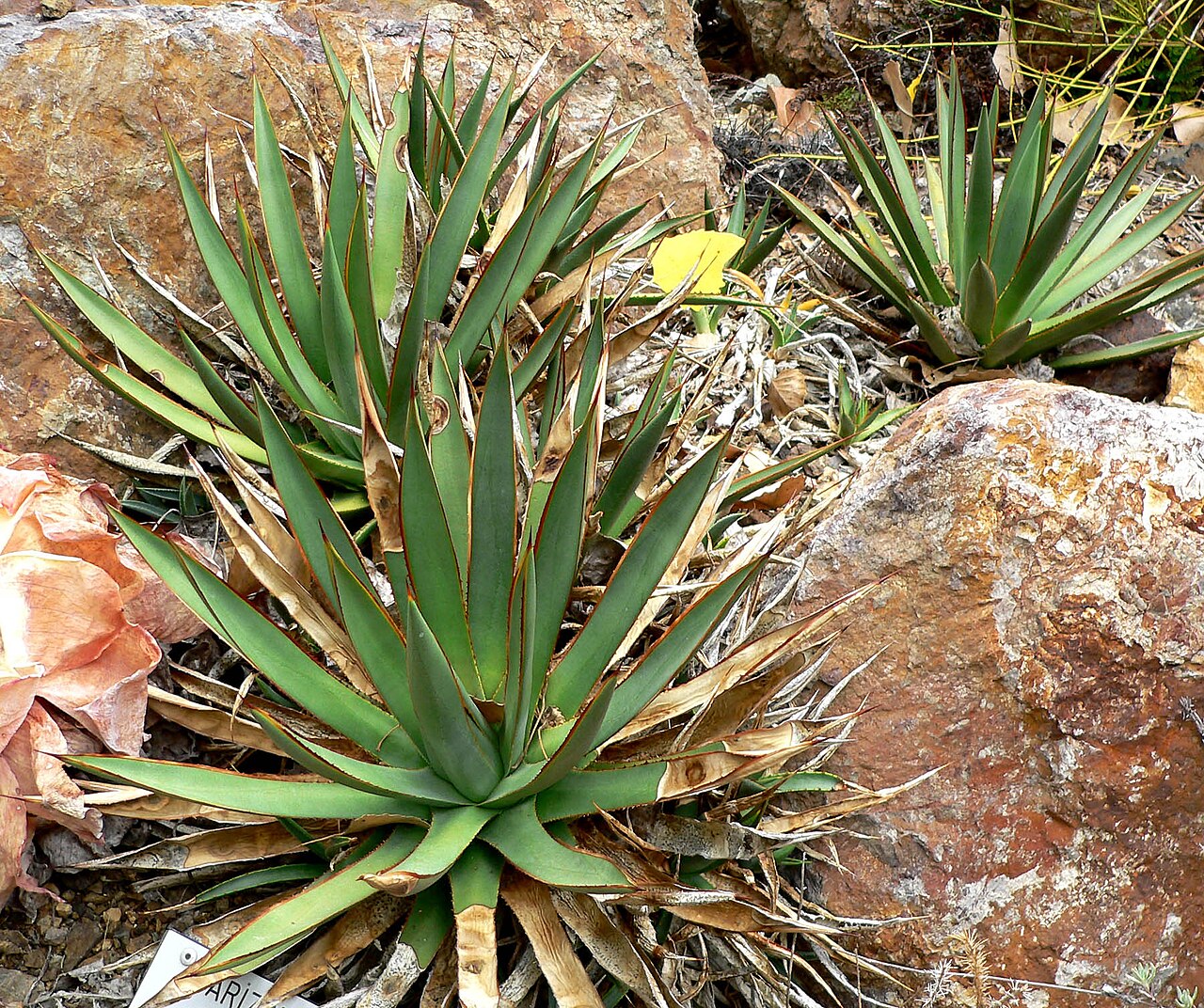 Arizona century plant: Photo of Agave × arizonica at Regional Parks Botanic Garden