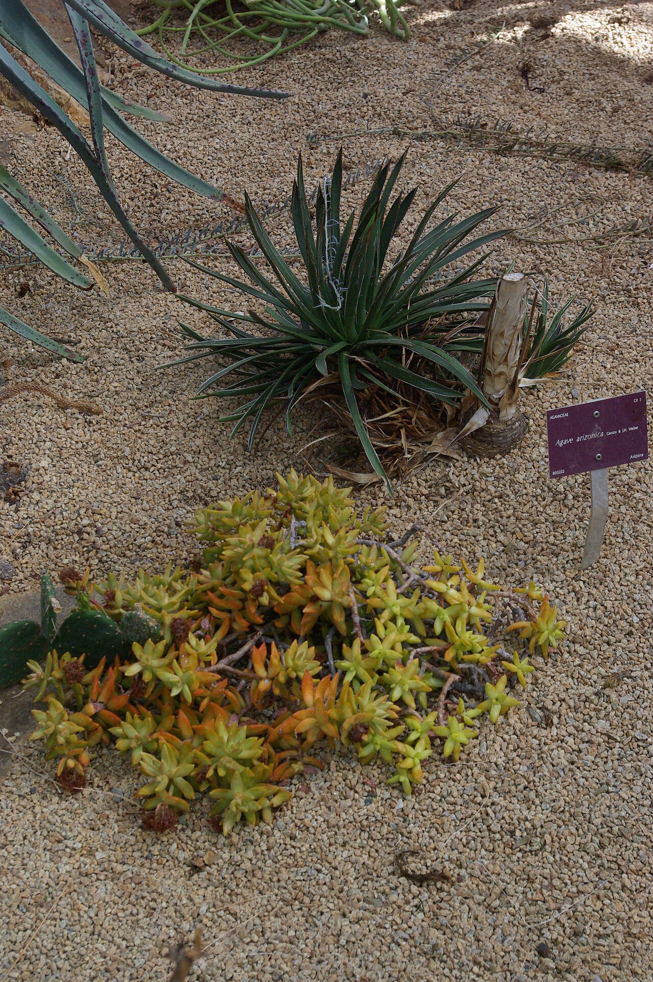 Arizona century plant: Agave arizonica, Conservatoire botanique national de Brest