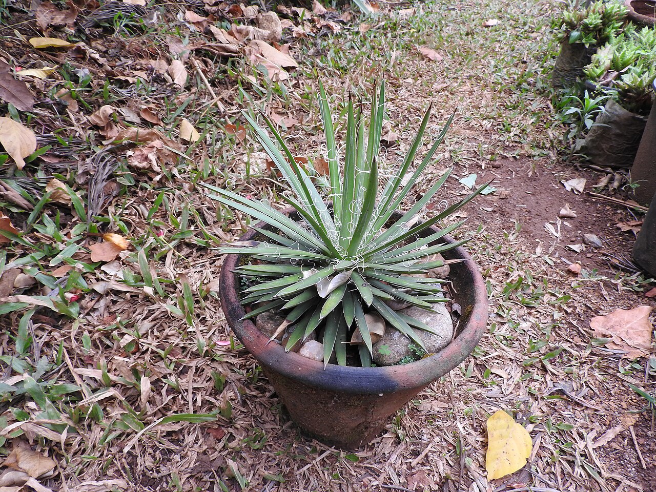 Agave × leopoldii: Ornamental,hairs on leaves.