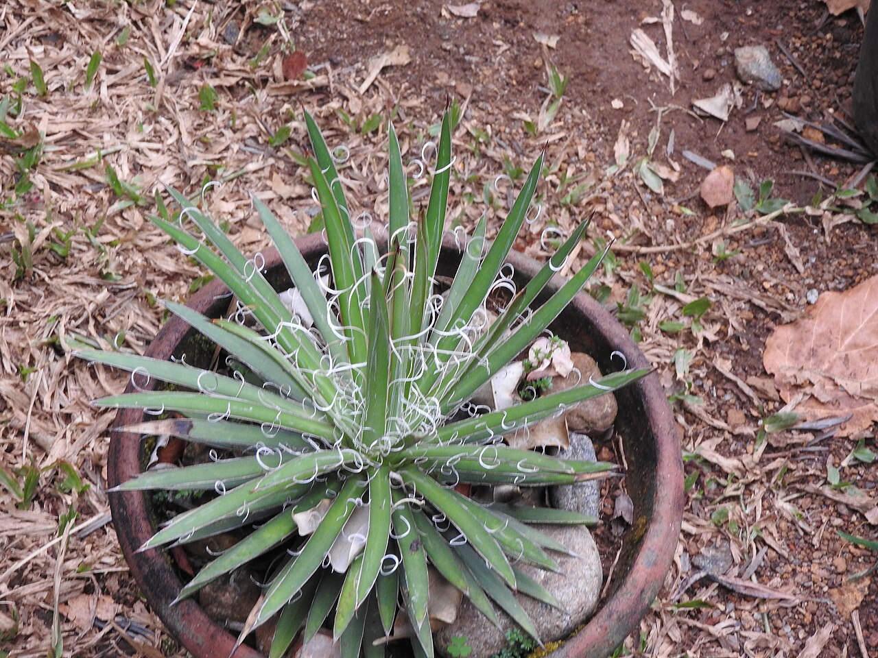 Agave × leopoldii: Ornamental,hairs on leaves.