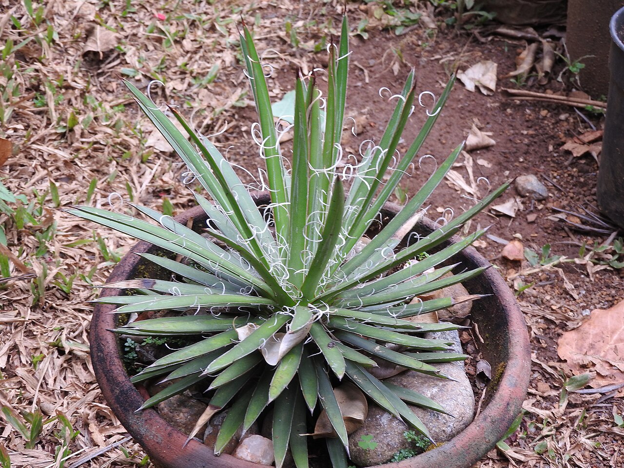 Agave × leopoldii: Ornamental,hairs on leaves.