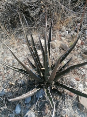 Agave × peacockii (Agave × peacockii)
