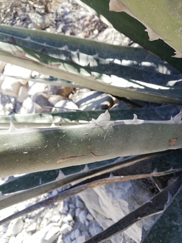 Agave × peacockii (Agave × peacockii)