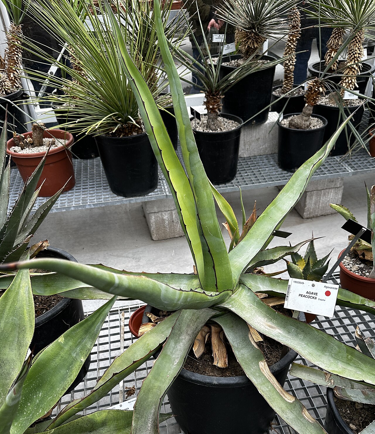 Agave × peacockii: Agave peacockii im Botanischen Garten Meise, Belgien