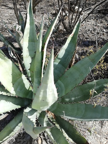 Agave × peacockii (Agave × peacockii)