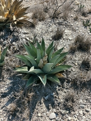 Century plant (Agave × pumila)