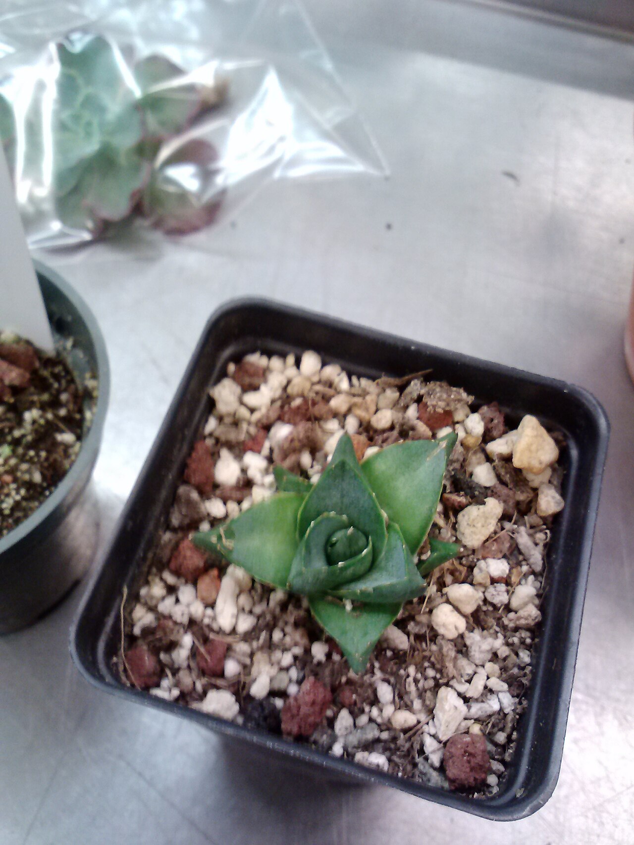 Century plant: Agave × pumila