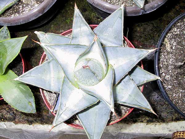 Century plant: Agave × pumila