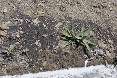 Century plant (Agave xylonacantha)