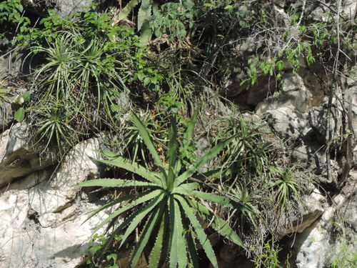 Century plant (Agave xylonacantha)