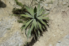 Century plant (Agave xylonacantha)