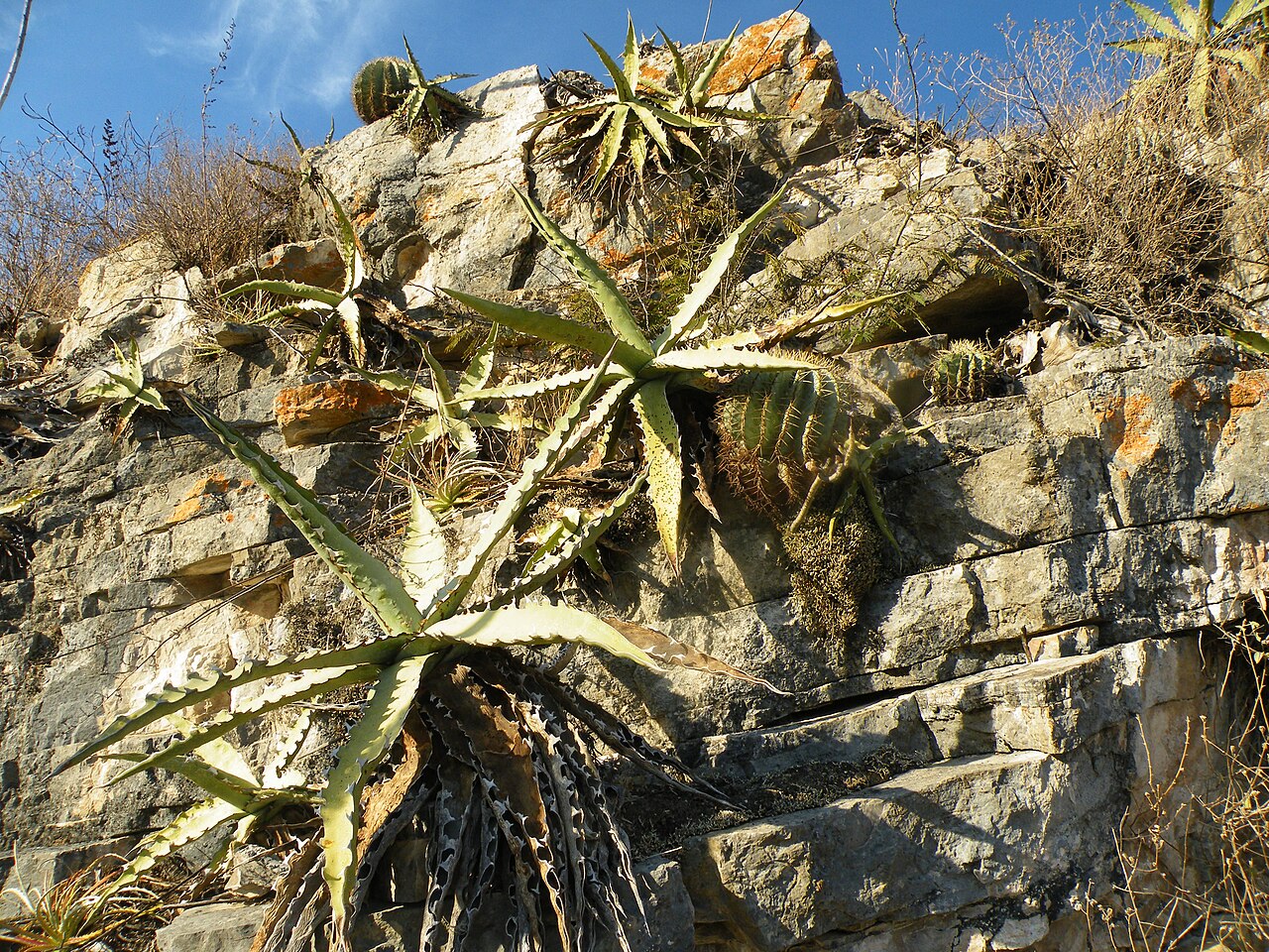 Century plant: Gilo, Hidalgo