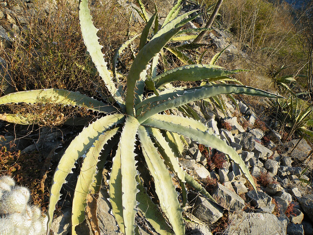 Century plant: Gilo, Hidalgo