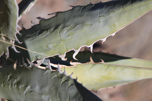 Century plant (Agave xylonacantha)