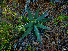 Century plant (Agave xylonacantha)