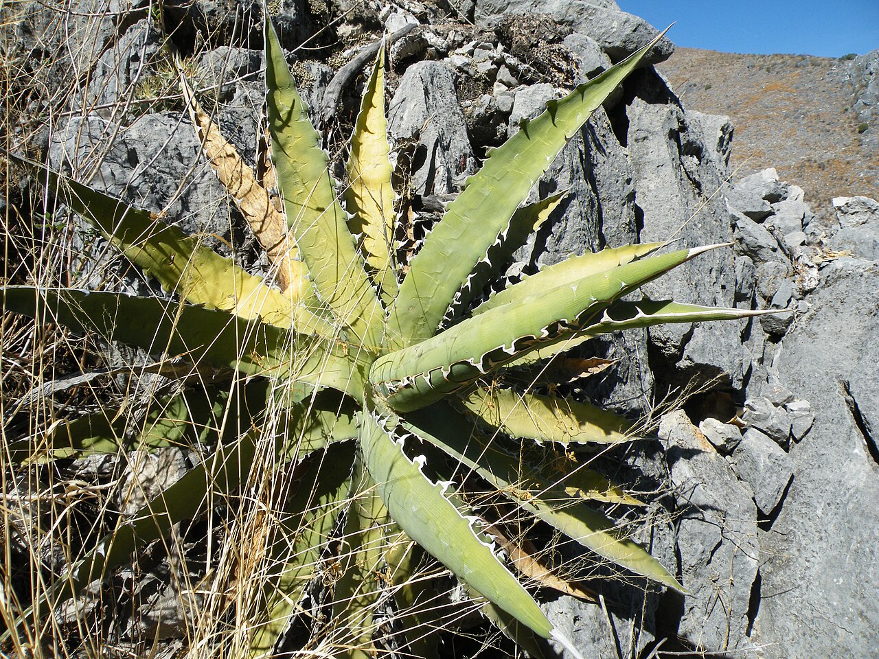 Century plant: S of Caricillo towards Xichu, Guanajuato