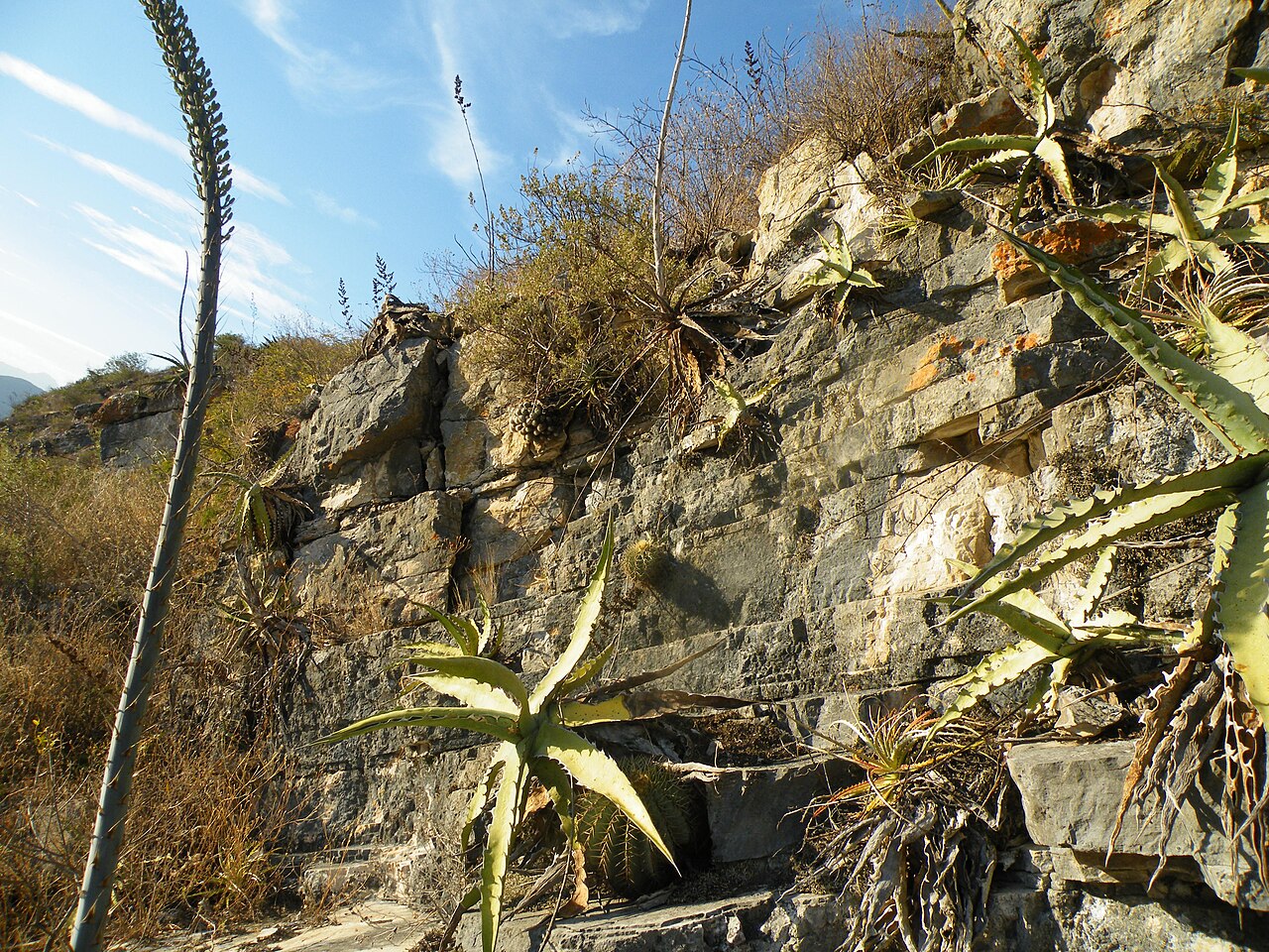 Century plant: Gilo, Hidalgo
