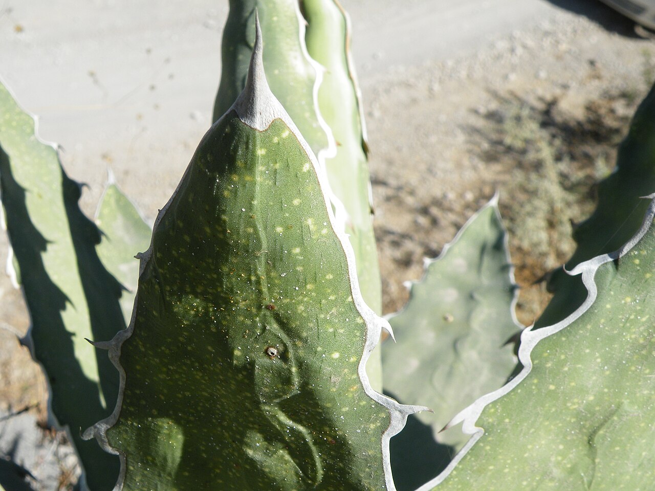 Century plant: S of Caricillo towards Xichu, Guanajuato