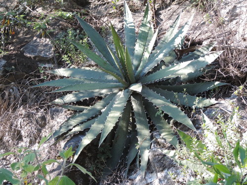 Century plant (Agave xylonacantha)