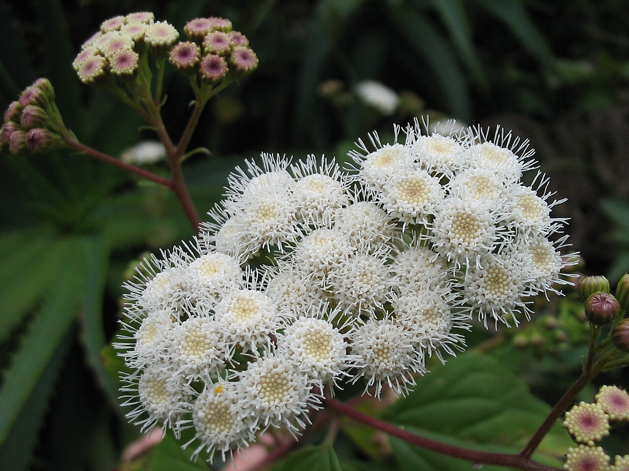 Sticky snakeroot: Drüsiger Wasserdost ( Ageratina adenophora ) - Buds