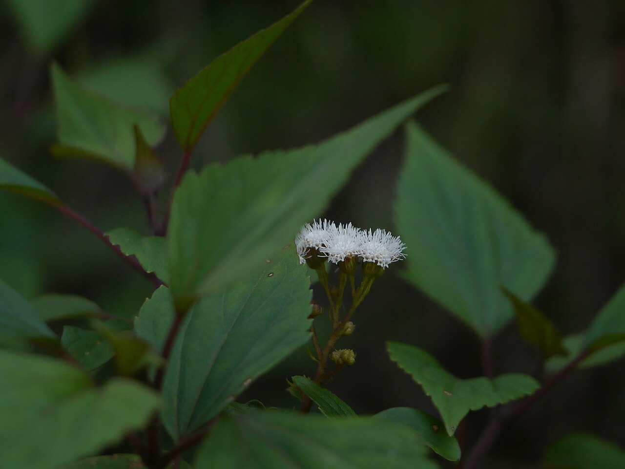 Sticky snakeroot: Ageratina adenophora