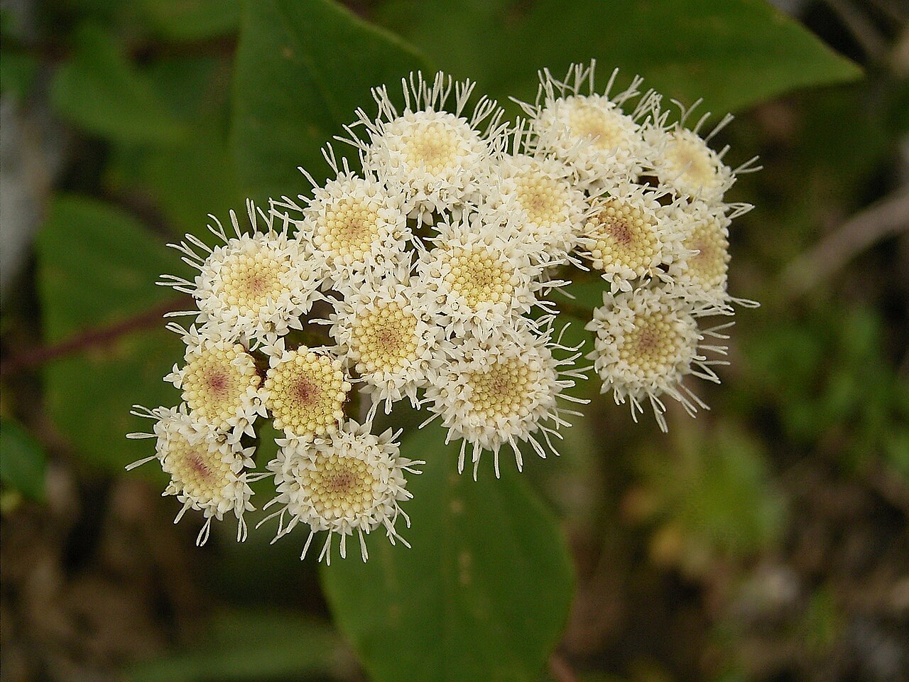 Sticky snakeroot: Ageratina adenophora growing in Barlovento , La Palma , Canary Islands