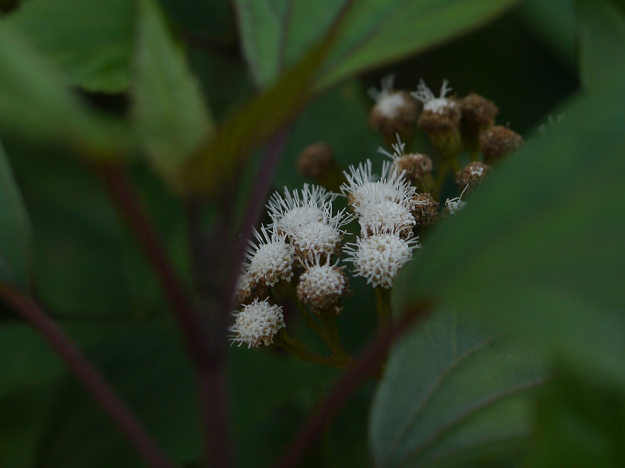 Sticky snakeroot: Ageratina adenophora