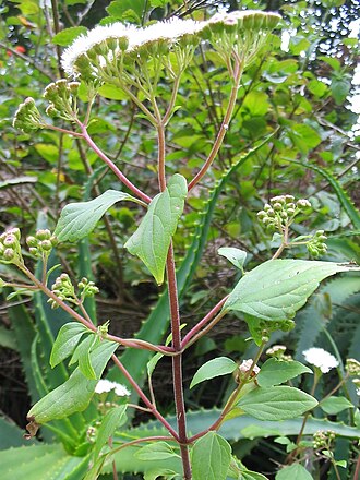 Sticky snakeroot: Drüsiger Wasserdost ( Ageratina adenophora ) - Buds