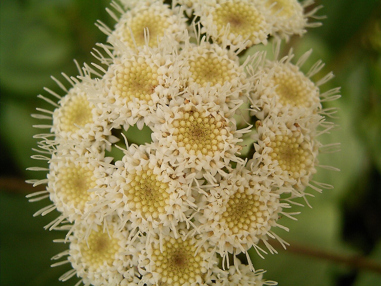 Sticky snakeroot: Ageratina adenophora growing in Barlovento , La Palma , Canary Islands