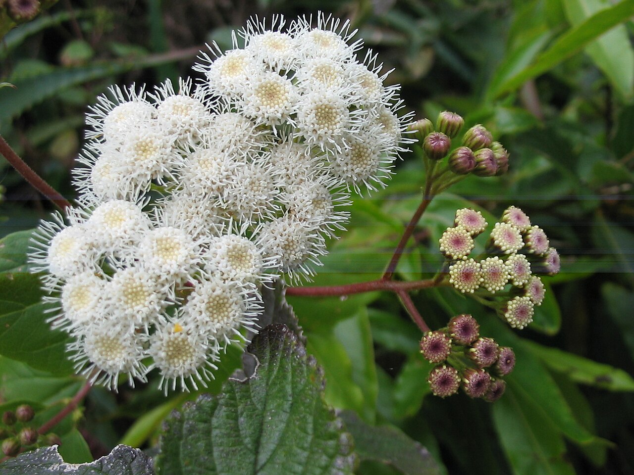 Sticky snakeroot: Drüsiger Wasserdost ( Ageratina adenophora ) - Buds