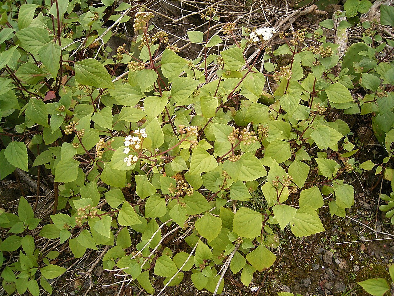 Sticky snakeroot: Ageratina adenophora growing in Barlovento , La Palma , Canary Islands