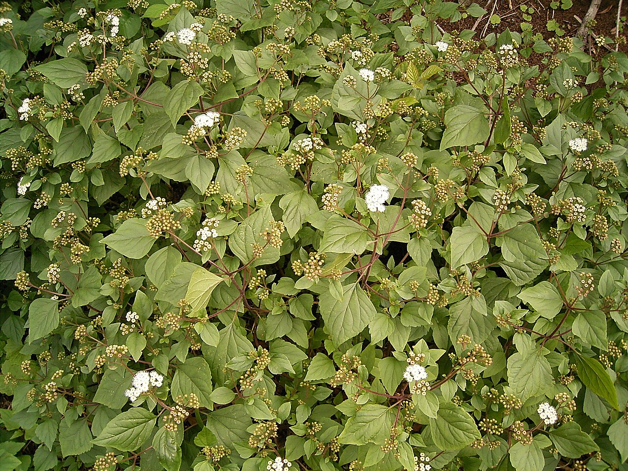 Sticky snakeroot: Ageratina adenophora growing in Barlovento , La Palma , Canary Islands