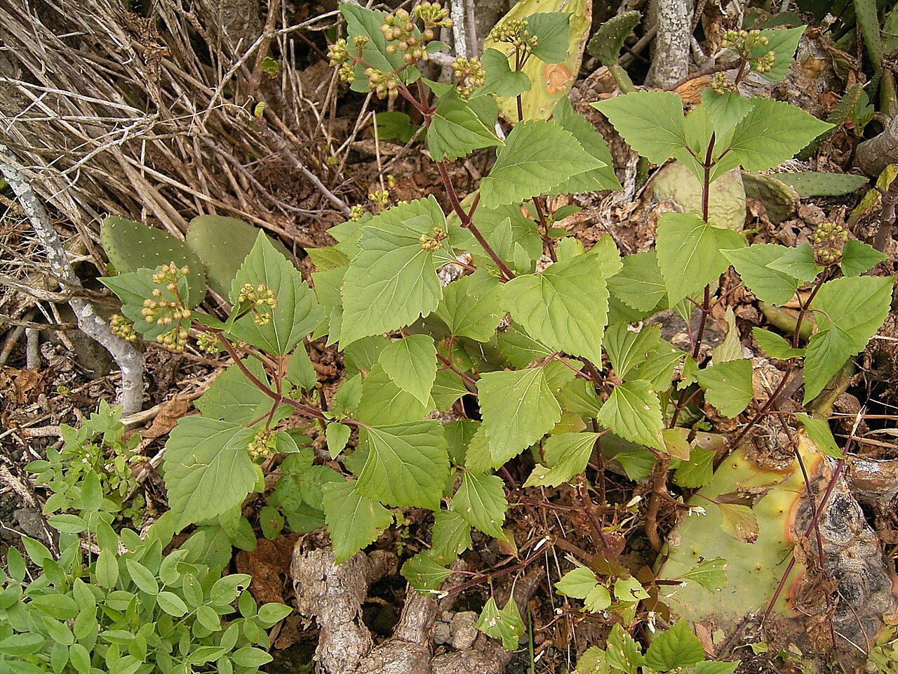 Sticky snakeroot: Ageratina adenophora growing in Barlovento , La Palma , Canary Islands